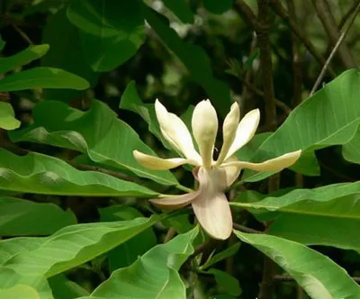 Magnolia Bark Extract