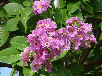 Banaba leaf extract