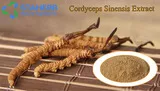 Cordyceps Militaris Extract