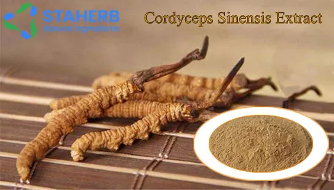 Cordyceps Militaris Extract
